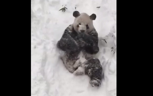 Snow Panda