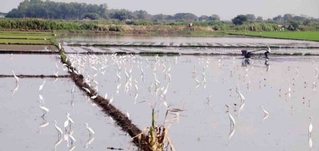 LOCAL and migratory birds take refuge from cold and winter in water-fed farms and flood basins in Candaba town in Pampanga province from October to March. But they have been losing their habitats as people turn these areas into rice land and fishponds. E. I. REYMOND T. OREJAS/CONTRIBUTOR