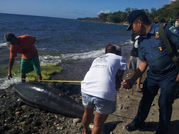 Staff of Jagna Municipal Agriculture Office and the Jagna Police Station responded to the reported incident of a dolphin which was found dead at the sea shore in barangay Pangdan in Jagna town, Bohol. Contributed Photo/Jagna Police Station