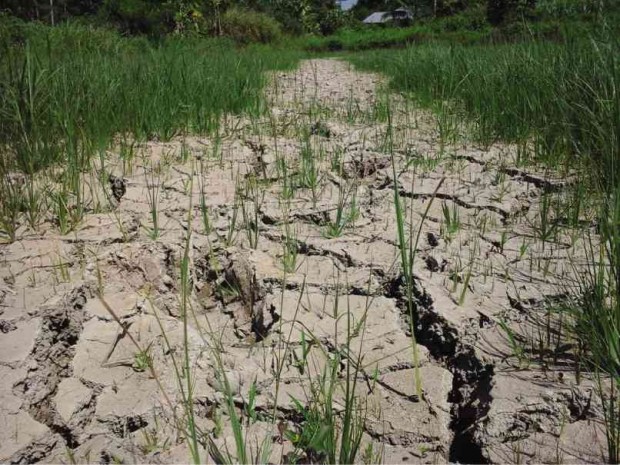 RICE FIELDS in Matalam town, North Cotabato province crack as severely high temperatures, tagged as an effect of El Niño, continue to prevail over the town. WILLIAMOR A. MAGBANUA / INQUIRER MINDANAO