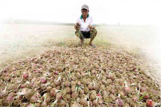 A FARMER harvesting onions in the village of Baluyot in Bautista town, Pangasinan province in March 2015 many months before the rains all but wiped out their produce. WILLIE LOMIBAO / INQUIRER NORTHERN LUZON