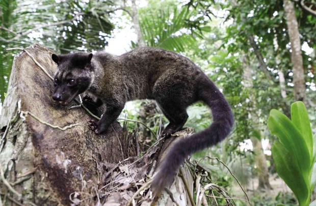 COFFEE CAT  Filipino scientists are doing research on the civet, which thrives on berries and coffee beans in the forests of South Cotabato province.   INQUIRER FILE PHOTO