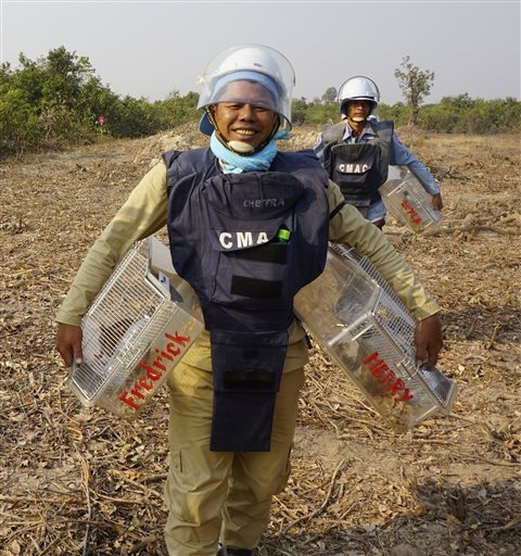 In this Feb. 19, 2016, photo, Phann Phat, left, one of a 34-member mine detecting team, carries two rats, Fredrick and Merry, from a mine field where they use their keen sense of smell to detect TNT inside buried land mines, in Trach, Cambodia. Tiny noses and long whiskers twitching, they've scurried and sniffed their way across 775 square meters (8,300 square feet) of fields to eliminate a scourge that has killed thousands of Cambodians: land mines. (AP Photo/Denis Gray)