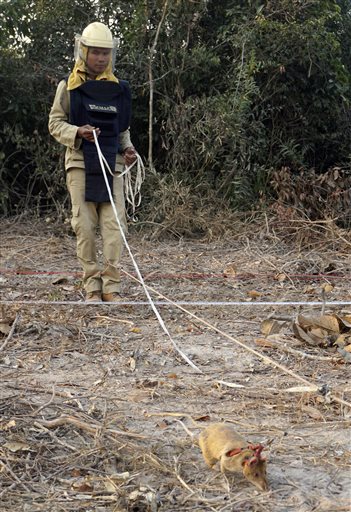 In this Feb. 19, 2016, photo, handler Ok Chann guides mine-sniffing African rat Cletus across a suspected mine field. in Trach, Cambodia. African rats are the latest weapon enlisted to clear Cambodia of up to 6 million mines and other pieces of unexploded ordnance that continue to kill and maim rural dwellers. (AP Photo/Denis Gray)