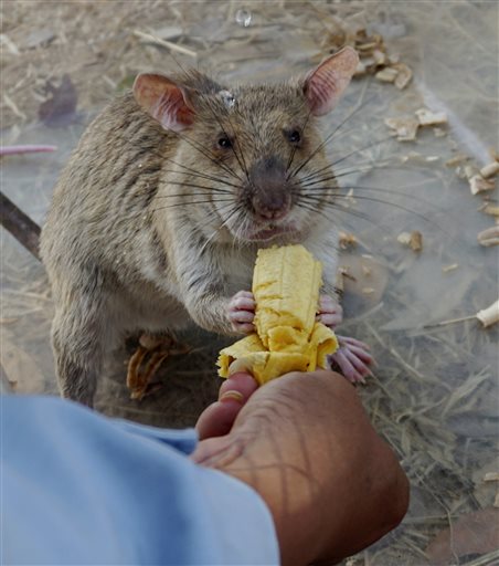 In this Feb. 19, 2016, photo, a landmine clearing rat gets a favorite reward - a banana - after a morning's effort to sniff out mines still buried in Trach, Cambodia. African rats are the latest weapon enlisted to clear Cambodia of up to 6 million mines and other pieces of unexploded ordnance that continue to kill and maim rural dwellers. (AP Photo/Denis Gray)