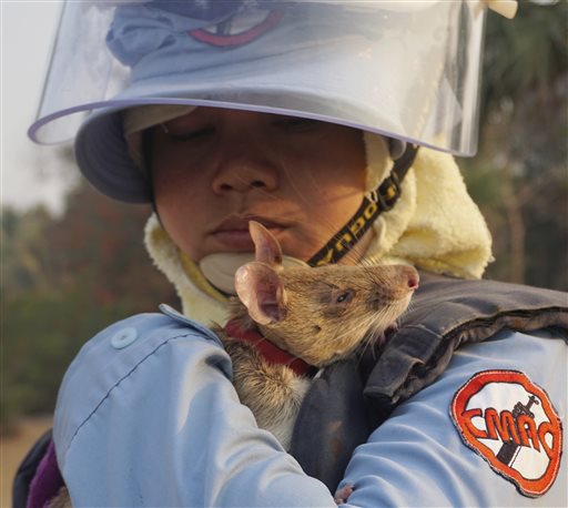 In this Feb. 19, 2016, photo, Cambodian team member So Malen plays with Cletus after he scampered across a field believed to be sown by mines in Trach, Cambodia. African rats are the latest weapon enlisted to clear Cambodia of up to 6 million mines and other pieces of unexploded ordnance that continue to kill and maim rural dwellers. (AP Photo/Denis Gray)