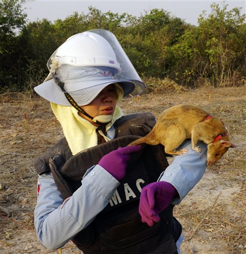 In this Feb. 19, 2016, photo, Cambodian team member So Malen plays with Cletus after he scampered across a field believed to be sown by mines in Trach, Cambodia. African rats are the latest weapon enlisted to clear Cambodia of up to 6 million mines and other pieces of unexploded ordnance that continue to kill and maim rural dwellers. (AP Photo/Denis Gray)