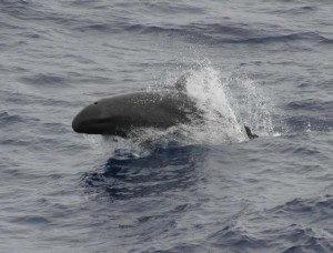 A false killer whale bobs up the surface of the ocean. (Photo taken from Wikimedia Commons)