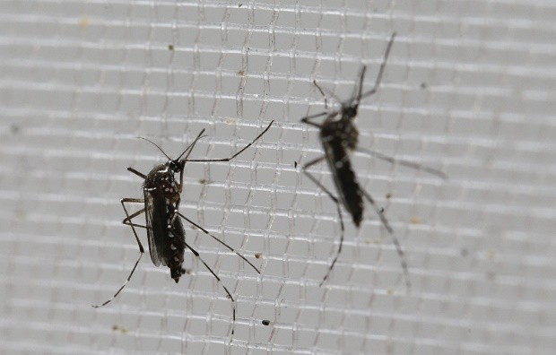 Panama Zika Virus