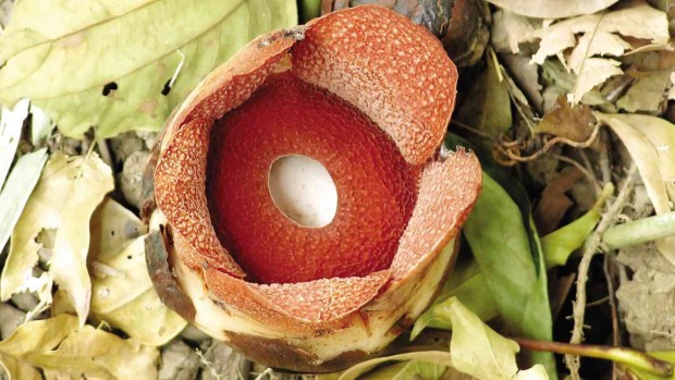 BIG IS SMALL FLOWER The “Rafflesia consueloae,” recently discovered on two sites in Nueva Ecija province,  could be the world’s smallest species of the giant Rafflesia flower.  (See story below.)     EDWINO S. FERNANDO/CONTRIBUTOR