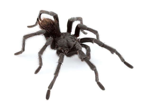Spider surprise: 750 smuggled tarantulas seized by customs authorities