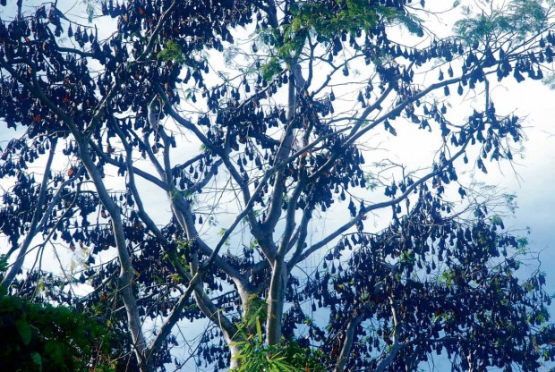 BATS roost on a tree inside the Subic Bay Freeport Zone. Plans to expand the military base inside the former US naval station are worrying conservationists who expressed fears about the projects’ effects on bat habitats. ALLAN MACATUNO/INQUIRER NORTHERN LUZON