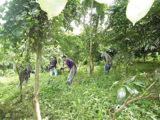 EL VERDE Project participants clean the reforested area of Barangay Pamplona in Del Gallego, Camarines Sur, where trees planted five years ago are thriving.  JUAN ESCANDOR JR.-