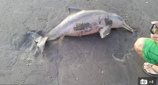 One of the dolphins was left on the sand to die. Screengrabbed from Daily Mail