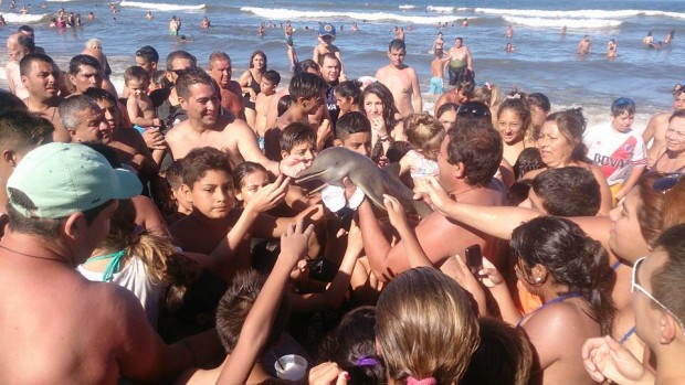 Dolphin being passed around by tourists on a beach in Sta. Teresita town in Buenos Aires, Argentina. Facebook photo by Hernan Coria