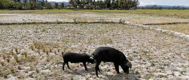 DROUGHT IN MAGUINDANAO Five presidential candidates need to address six priority issues identified by five agri groups. JEOFFREY MAITEM/INQUIRER MINDANAO