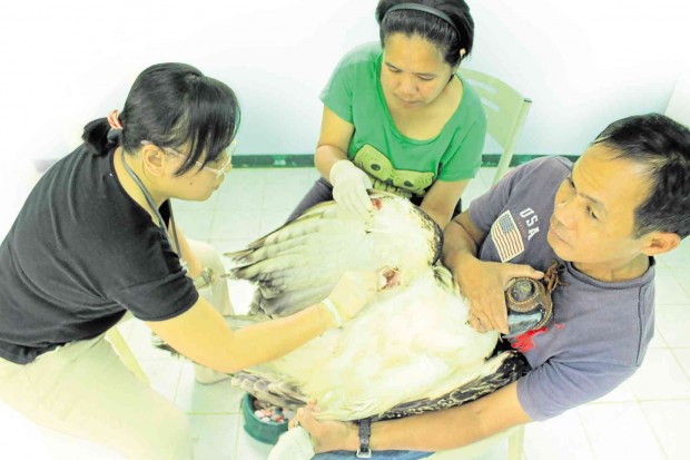 PHILIPPINE Eagle Foundation personnel treat the wound suffered by Philippine eagle Matatag, who was shot by a farmer a year after the eagle was released to the wild. PHOTO FROM PHILIPPINE EAGLE FOUNDATION