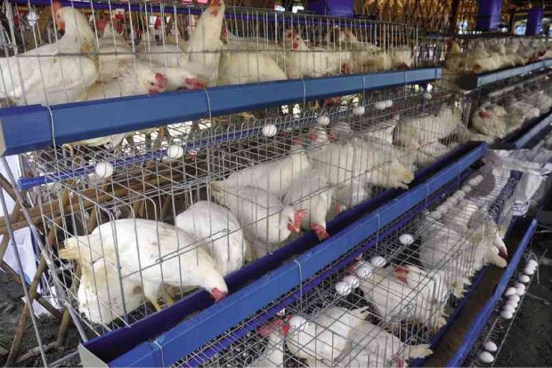 THE DEPARTMENT of Agriculture wants tighter monitoring of poultry raisers and game fowl breeders to stop the spread of the Newcastle Disease Virus.     WILLIE LOMIBAO/INQUIRER NORTHERN LUZON