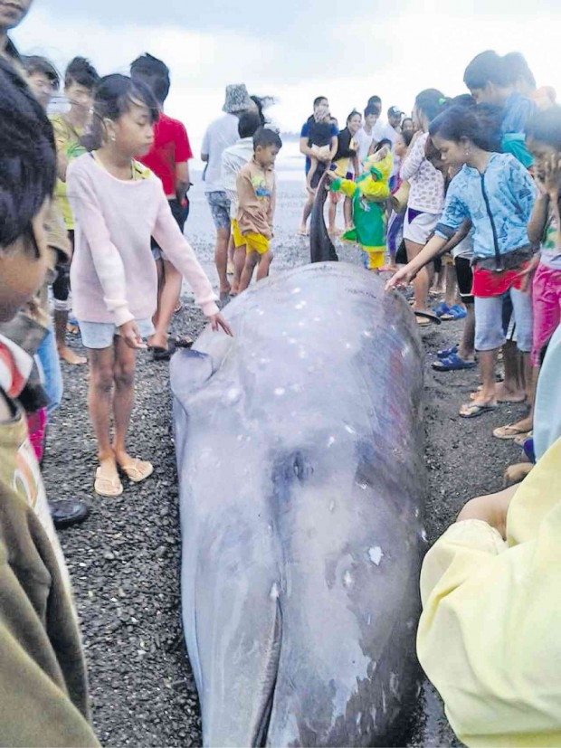 ONE of the photos from the Facebook page of Jing Astejada, General Nakar municipal environment and natural resources officer, shows residents gathering around a dead 500-kg Longman’s beaked whale, one of the rarest species of whale in the world, found on the shore of Barangay Catablingan in General Nakar, Quezon province, on Sunday.          CONTRIBUTED PHOTO