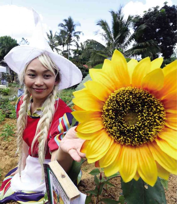 A TOURIST poses with a sunflower at the Sirao Garden in Cebu City. Sunflowers have been added to the flower farm’s growing collection of flowers which are becoming well-loved as backdrops for selfies. This tourist wears a Dutch costume rented out by the flower farm as an added feature and come-on for visitors. The place is accessible by motorcycles-for-rent that charge P30 per trip per person.