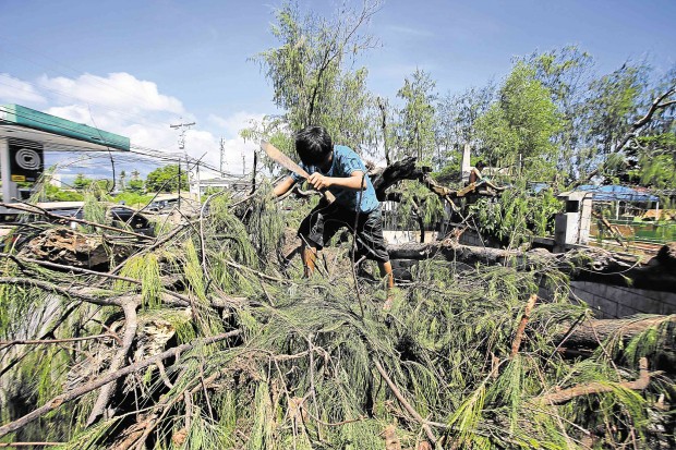 NO MORE SHADE TREES  Residents get usable wood after trees were cut due to a road-widening project of the Department of Public Works and Highways along the highway of Rawis District in Legazpi City, Albay province. MARK ALVIC ESPLANA / INQUIRER SOUTHERN LUZON