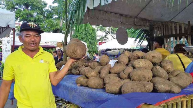 DROUGHT-RESISTANT  Farmer Cipriano Curay proudly displays his “kinampay,” the queen of all “ubi” (yam) varieties. Boholanos find time to honor the province’s most important crop during the Ubi Festival. LEO UDTOHAN/INQUIRER VISAYAS