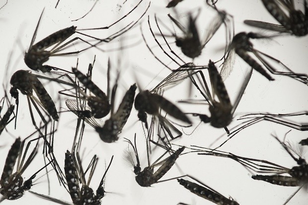 The mosquito-borne disease dengue has infected 73,909 in the Philippines as of July 11