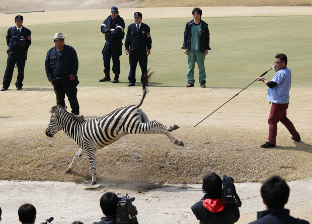 Zebra runs amok in Japanese golf course, dies in lake | Inquirer News