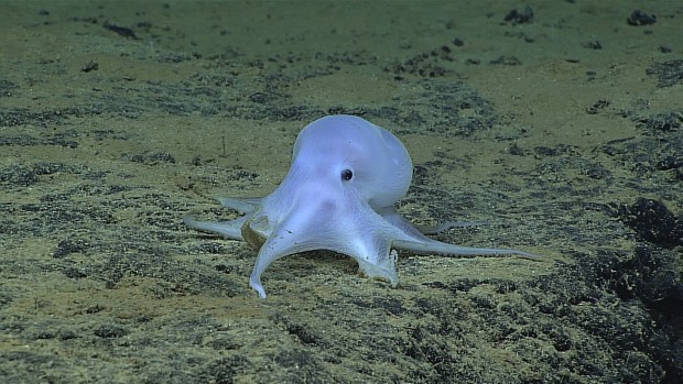 This image provided by courtesy of NOAA Office of Ocean Exploration and Research, Hohonu Moana 2016, shows a possible new species of octopus. Scientists say they have discovered what might be a new species of octopus while searching the Pacific Ocean floor near the Hawaiian Islands. Michael Vecchione of the National Oceanic and Atmospheric Administration says in a statement Friday, March 4, 2016, that on Feb. 27 a team found a small light-colored octopus at a depth of about 2.5 miles in the ocean near Necker Island. (NOAA Office of Ocean Exploration and Research, Hohonu Moana 2016 via AP) MANDATORY CREDIT,