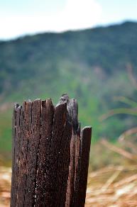 Philippine forests are also cut down and burnt for charcoal. This is all that remains trees, like this one in photo, in Central Luzon.  CONTRIBUTED PHOTO/Gregg Yan