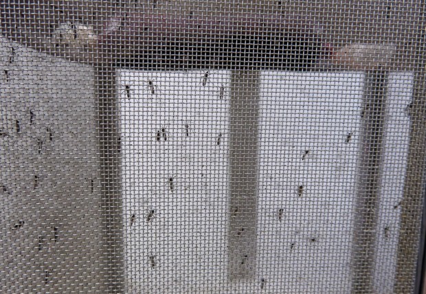 In this Feb. 24, 2016 photo, Aedes aegypti mosquitos are bred for Zika related testing at the dengue lab run by the Centers for Disease Control and Prevention (CDC) in San Juan, Puerto Rico. At a different lab on the island, CDC officials are breeding mosquitoes to determine if they are resistant to insecticides that Puerto Rico is using. (AP Photo/Danica Coto)