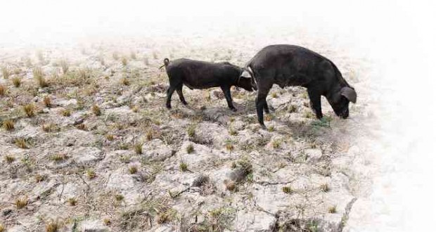 PIGS roam a rice farm destroyed by the dry spell in North Upi town, Maguindanao province.    JEOFFREY MAITEM/INQUIRER MINDANAO
