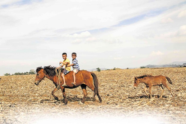 TWO BOYS take a horseback ride on farms that had turned brown in the town of South Upi in Maguindanao province, which is suffering from the effects of the El Niño phenomenon. One of the villages suffering heavily from the drought is Tukanalipao in the town of Mamasapano, which has yet to recover from the bloodshed that led to the deaths of more than 50 people, including 44 elite policemen, in an operation to get international terrorist Marwan.  DENNIS JAY SANTOS/INQUIRER MINDANAO