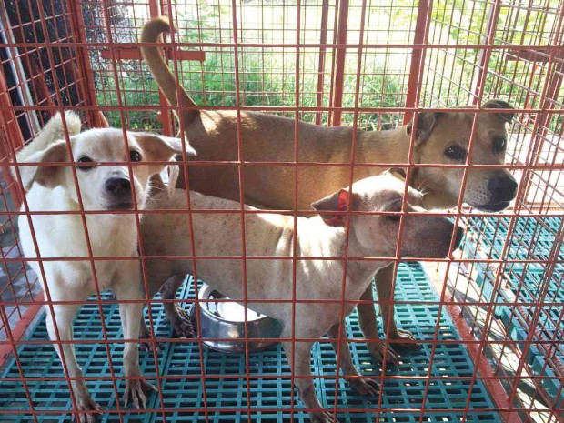 Some of the dogs at the Taguig City pound which are ready to be adopted.  MARICAR B. BRIZUELA