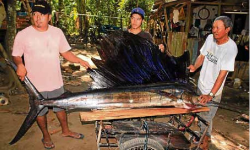 LOSTBOUNTY Fishermen have noticed that even the hardy swordfish is now hard to find in Iligan Bay inMindanao because of ElNiño. RICHEL UMEL/INQUIRER MINDANAO