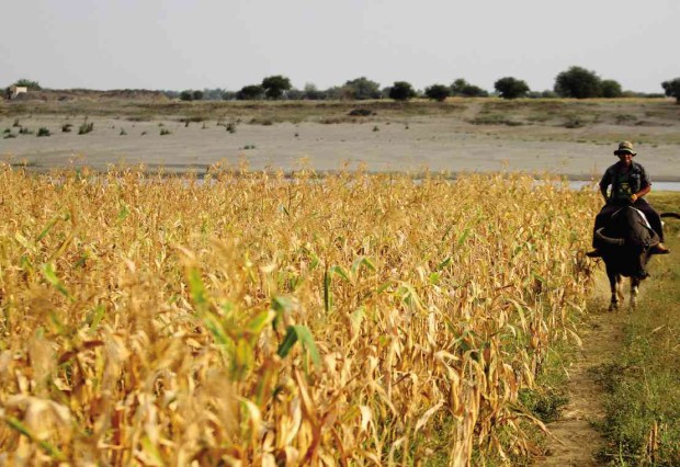 PARCHED LAND Corn stalks in Tuguegarao City have turned brown as temperatures rise, intensified by El Niño. Nearby, the Cagayan River water level has dropped to one of its lowest. RICHARD A. REYES