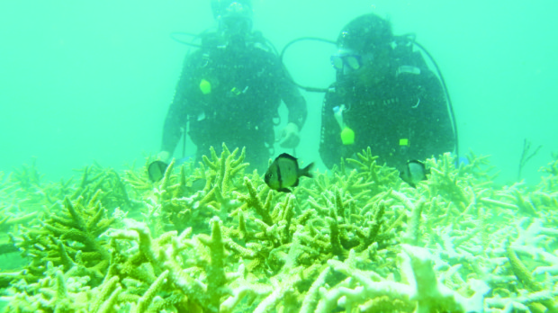 OCEAN-DEEP DEDICATION Divers andmembers of Sangkalikasan group check out damaged coral reefs in Subic Bay as part of a coral restoration project meant to preserve the area’smarine resources. CONTRIBUTED PHOTO