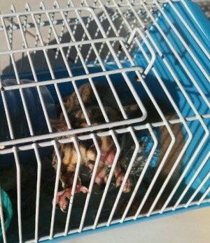 A sugar glider is confiscated  from an inmate of the New Bilibid Prison, on Tuesday, Apr. 19, 2016, during the 29th Oplan Galugad, a campaign to confiscate all contraband smuggled into the prison.  (Contributed Photo) 