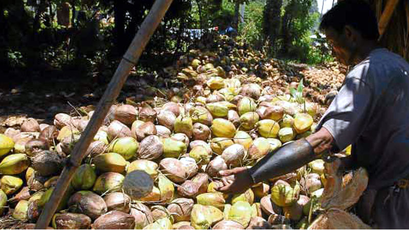The government will formally launch within this month the blueprint designed to revitalize the Philippine coconut industry, an official said on Thursday.