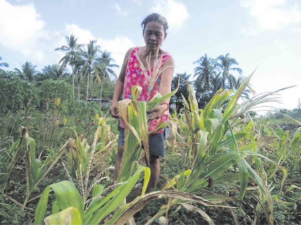 FACES OF DROUGHT  Farmer Celestina Tongco (left) gazing despondently at her withered corn crops in Bohol province. 