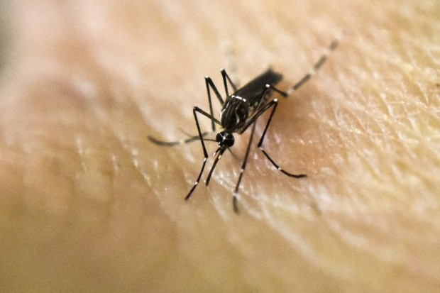 This file photo taken on January 25, 2016 shows an Aedes Aegypti mosquito photographed on human skin in a lab of the International Training and Medical Research Training Center (CIDEIM) in Cali, Colombia. AFP FILE PHOTO
