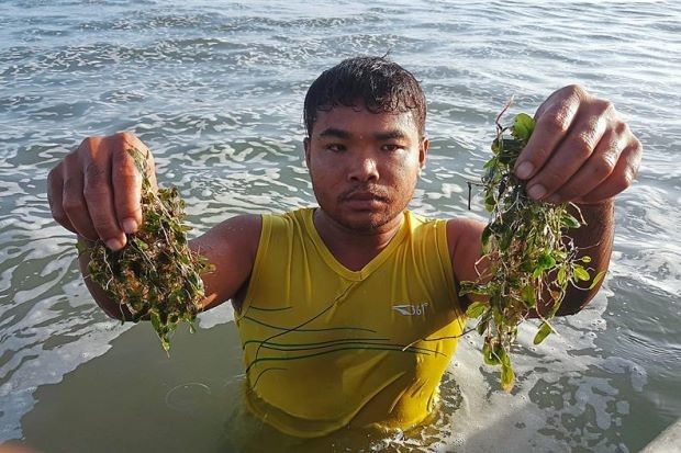 Main diet: Rolen showing the type of seagrass usually consumed by dugong near his village in Gelang Patah. THE STAR ONLINE/ASIA NEWS NETWORK