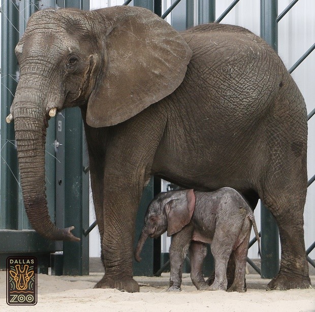 Baby Elephant-Dallas Zoo