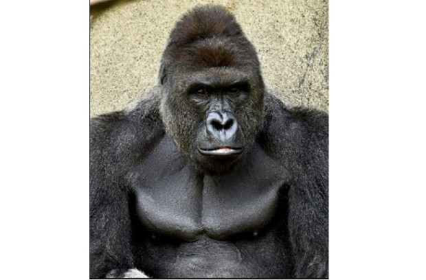 Cincinnati Zoo Gorilla Harambe