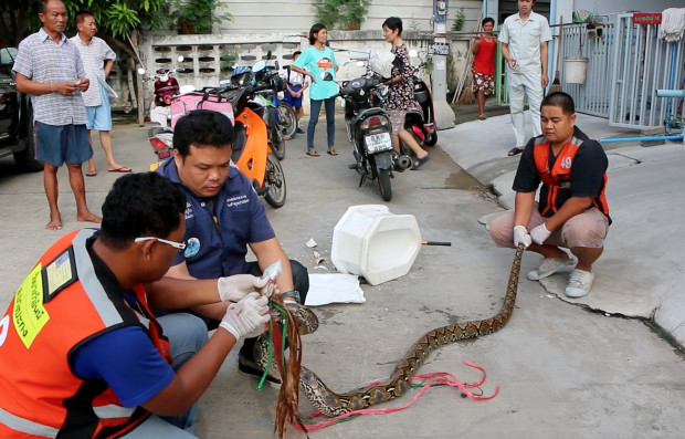 In this image made from video, rescue workers prepare to remove a python after they released it from a toilet outside a house in Chachoengsao, 90kms. (56 miles) east of the capital Bangkok, Wednesday, May 25, 2016. When Attaporn Boonmakchuay squatted in his toilet early Wednesday morning he probably didn't think that a snake would surface through the plumbing and latch its fangs onto his dangling penis, the 38-year-old then fought for the 30 minutes with the aid of his wife and neighbor to free his manhood from the jaws of a three-meter (10 foot long) python. (BBTV CH7 Thailand via AP) 