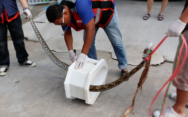 In this image made from video, rescue workers remove a python from a toilet outside a home in Chachoengsao, 90km east of the capital Bangkok, Wednesday, May 25, 2016. A Thai man is recovering from a bloody encounter with a 3-meter (10-foot) python that slithered through the plumbing of his home and latched its jaws onto his penis as he was using a squat toilet.  (BBTV CH7 Thailand via AP) 