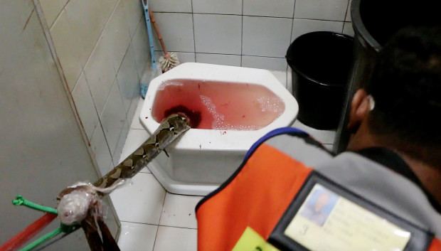 In this image made from video, rescue workers attempt to remove a python from a toilet in a home in Chachoengsao, 90km east of the capital Bangkok, Wednesday, May 25, 2016. A Thai man is recovering from a bloody encounter with a 3-meter (10-foot) python that slithered through the plumbing of his home and latched its jaws onto his penis as he was using a squat toilet. (BBTV CH7 Thailand via AP) THAILAND OUT