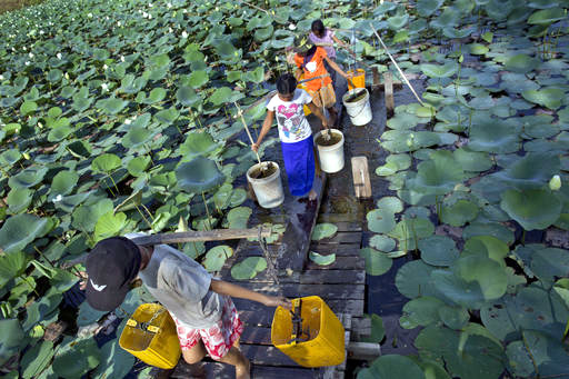 In this May 12, 2016 photo, children carry drinking water in plastic containers as they balance on a narrow beam of timber across a lotus-filled pond in Dala township, south of Yangon, Myanmar. This year's dry season, which typically runs from April through May, has been compounded by an El Nino-induced drought that added several months to the water shortage affecting Dala township. AP