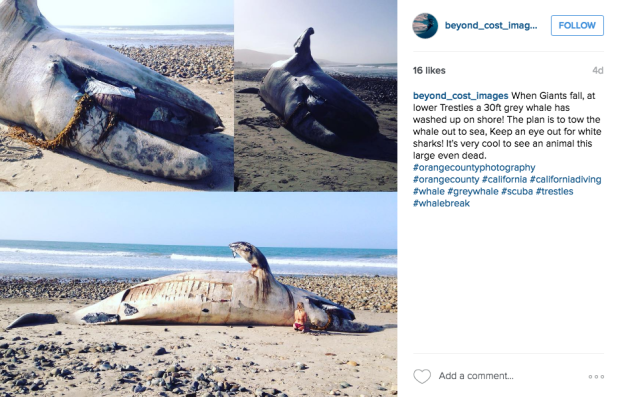 dead adult gray whale 2