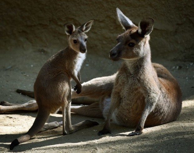 A mother Kangaroo and her newly emerged unnamed Joey in the Australia section of the Los Angeles Zoo, California on March 12, 2015.  The kangaroo and koala joeys which are between 7-9 months old are finally emerging from their mother’s pouches as spring weather arrives in the city.        AFP PHOTO/ MARK RALSTON